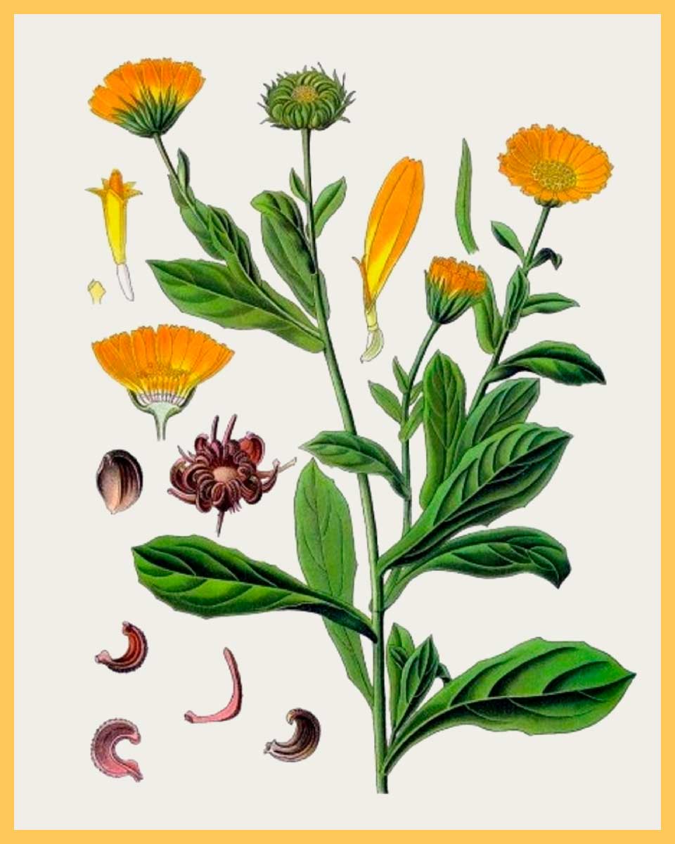 piante aromatiche per la prodzione di amaro salento