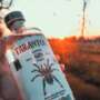 Tarantola Gin: sapore “pizzicato”